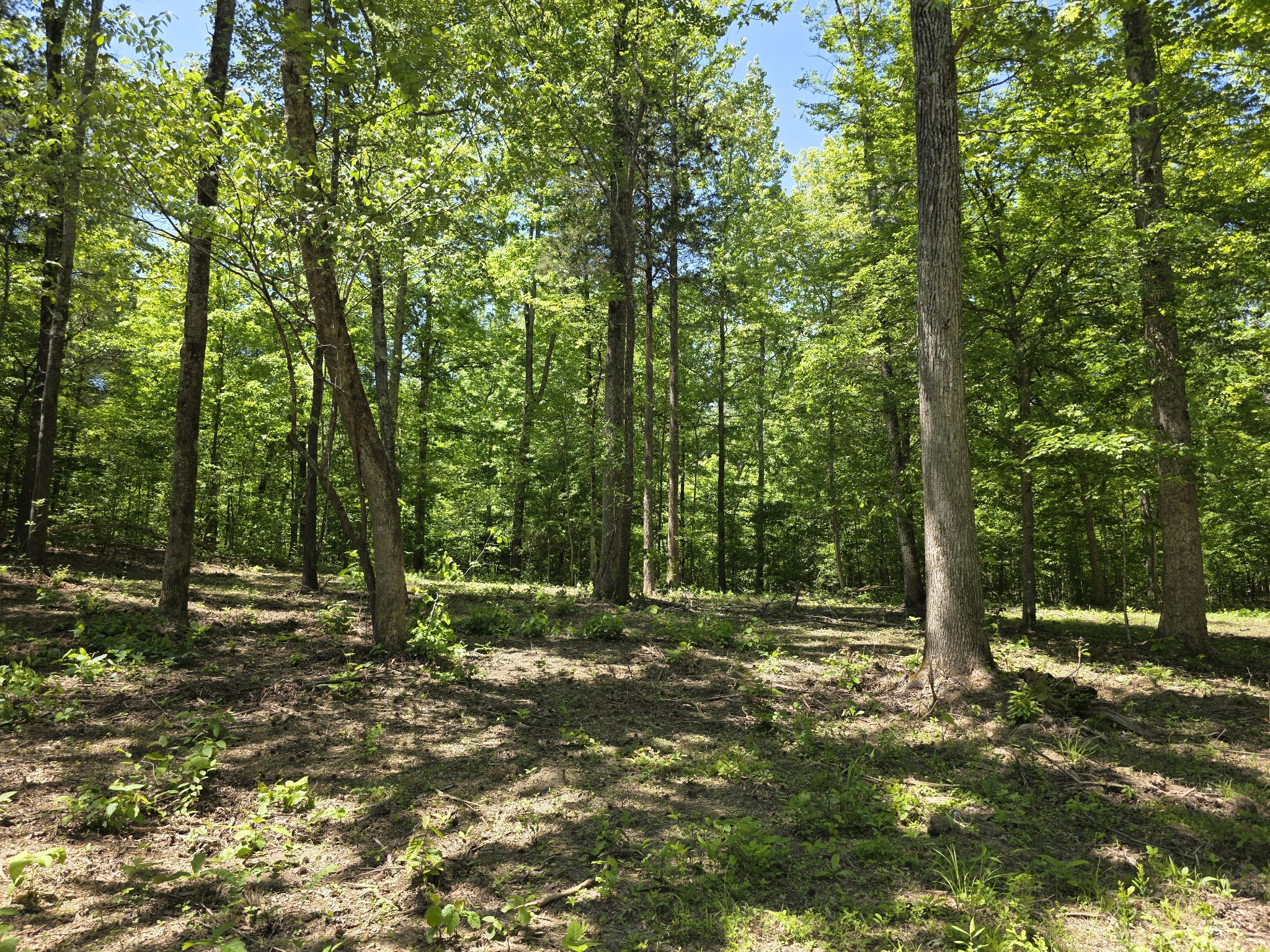 0 Birdsong Road Holladay, TN 38341 - Photo 19 of 29 Gallery Image 19
