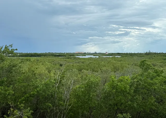 a view of a big yard with lots of green space