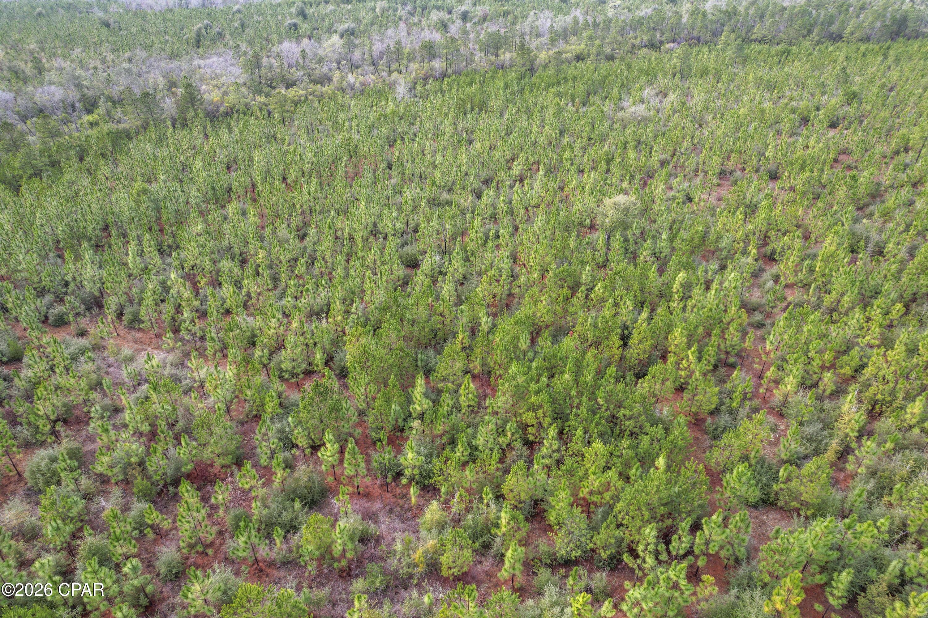 495 City Square Road Alford, FL 32420 - Photo 12 of 17