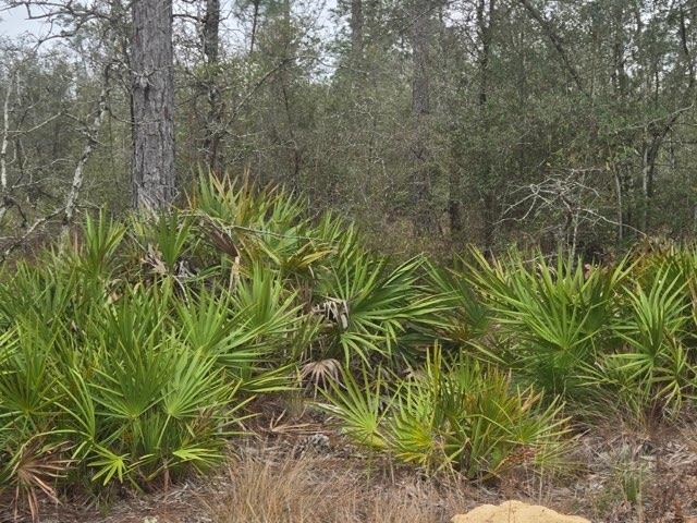 0 Northwest Nw Cr Altha, FL 32421 - Photo 2 of 7