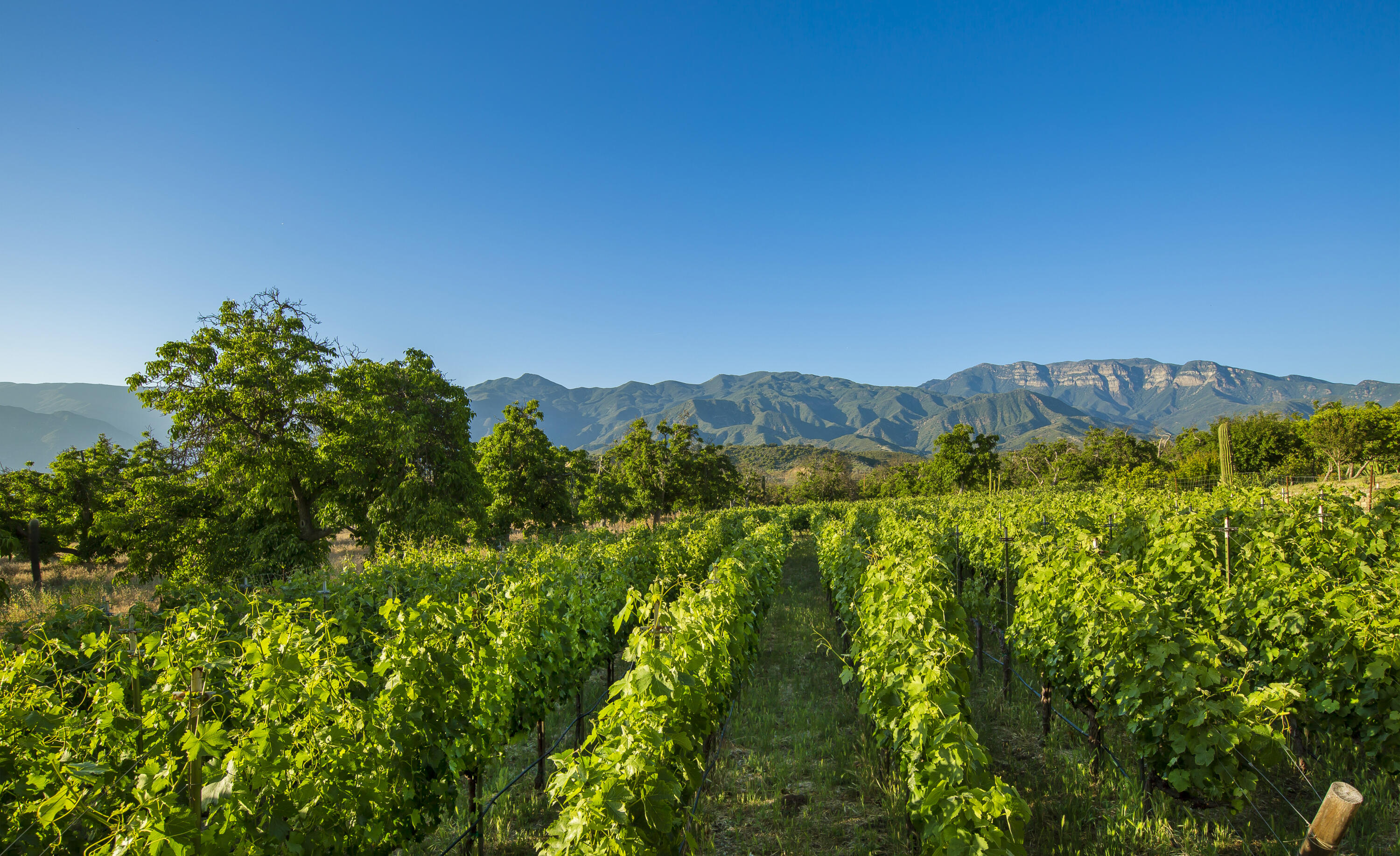 9342 Ojai Santa Paula Road Ojai, CA 93023 - Photo 33 of 45 S8C_9342 Ojai Santa Paula_20