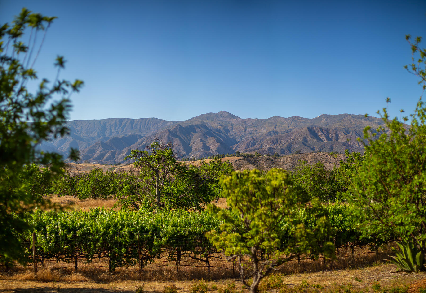 9342 Ojai Santa Paula Road Ojai, CA 93023 - Photo 34 of 45 S8C_9342 Ojai Santa Paula_22