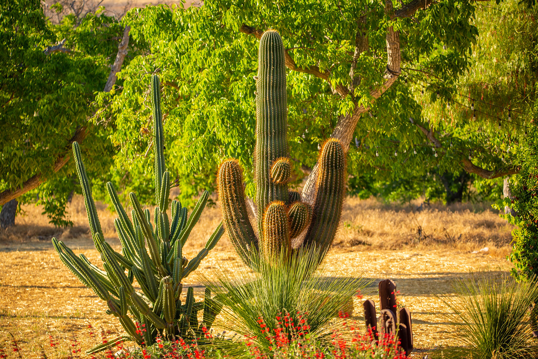 9342 Ojai Santa Paula Road Ojai, CA 93023 - Photo 37 of 45 S8C_9342 Ojai Santa Paula_37