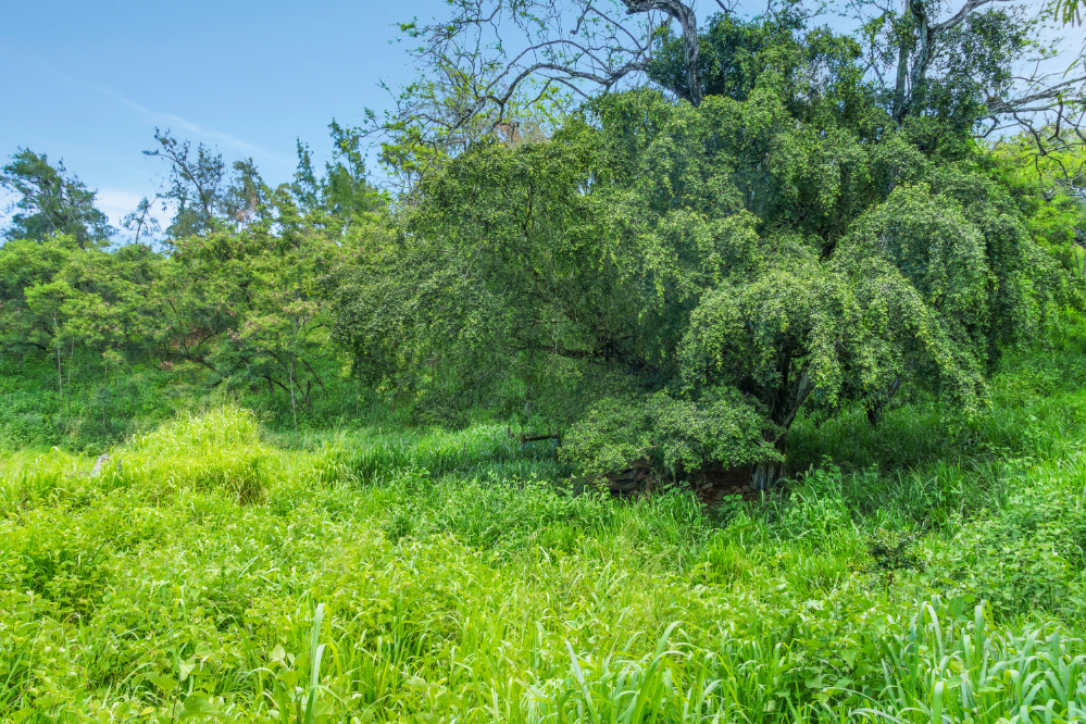 55-199 Hoea Road Hawi, HI 96719 - Photo 14 of 19