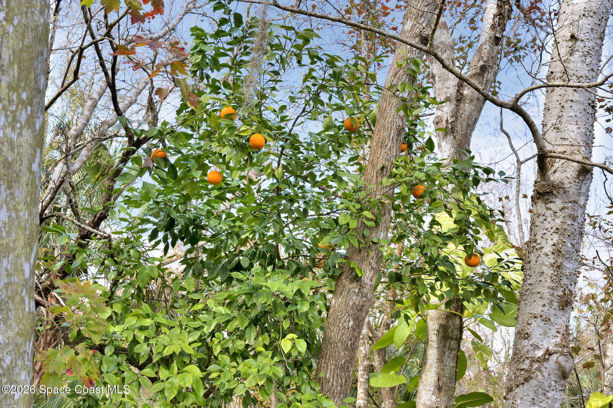 4126 Fitzroy Reef Drive Mims, FL 32754 - Photo 48 of 62 Backyard