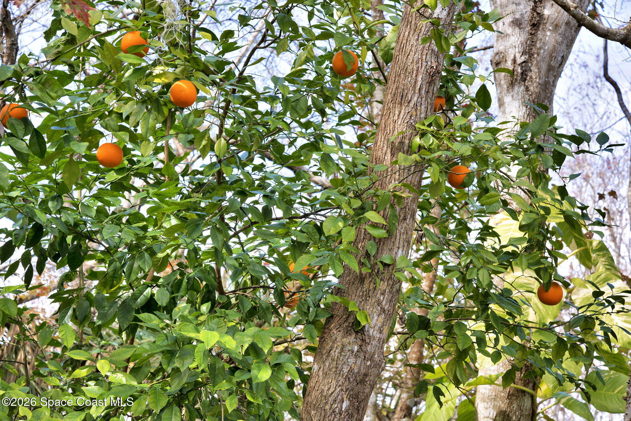 4126 Fitzroy Reef Drive Mims, FL 32754 - Photo 49 of 62 Backyard