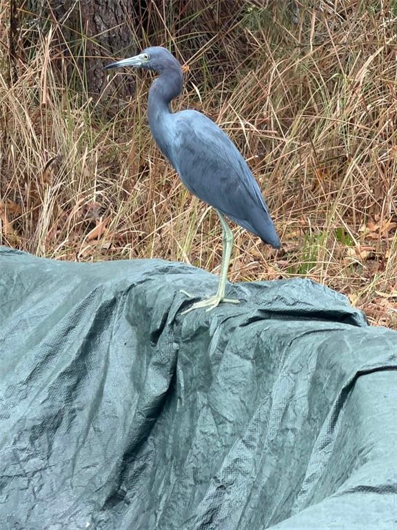 11473 Finch Road Brooksville, FL 34614 - Photo 92 of 93