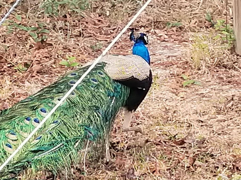 11473 Finch Road Brooksville, FL 34614 - Photo 93 of 93