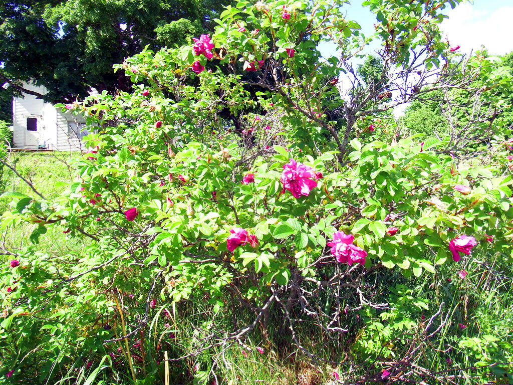 7 Corner Road Bridgewater, ME 04735 - Photo 9 of 40 7-corner-rd-roses