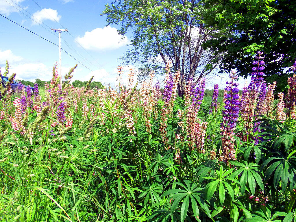 7 Corner Road Bridgewater, ME 04735 - Photo 10 of 40 lupines-7-corner-rd