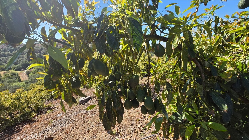0 Vía Barranca Temecula, CA 92590 - Photo 1 of 18 a view of tree