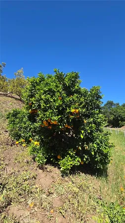 a view of a large yard with lots of bushes