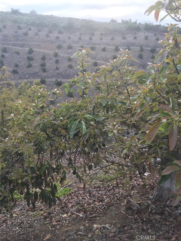 0 Vía Barranca Temecula, CA 92590 - Photo 5 of 18 a view of a field with plants and trees