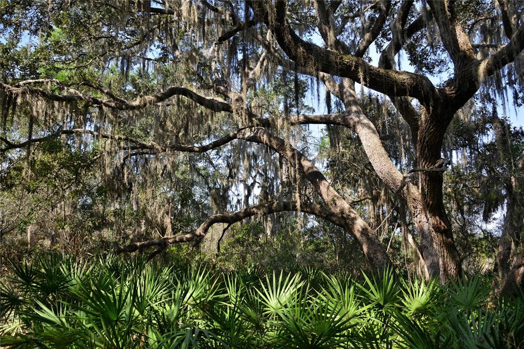 9255 Swaying Branch Road Sarasota, FL 34241 - Photo 1 of 24 a view of tree
