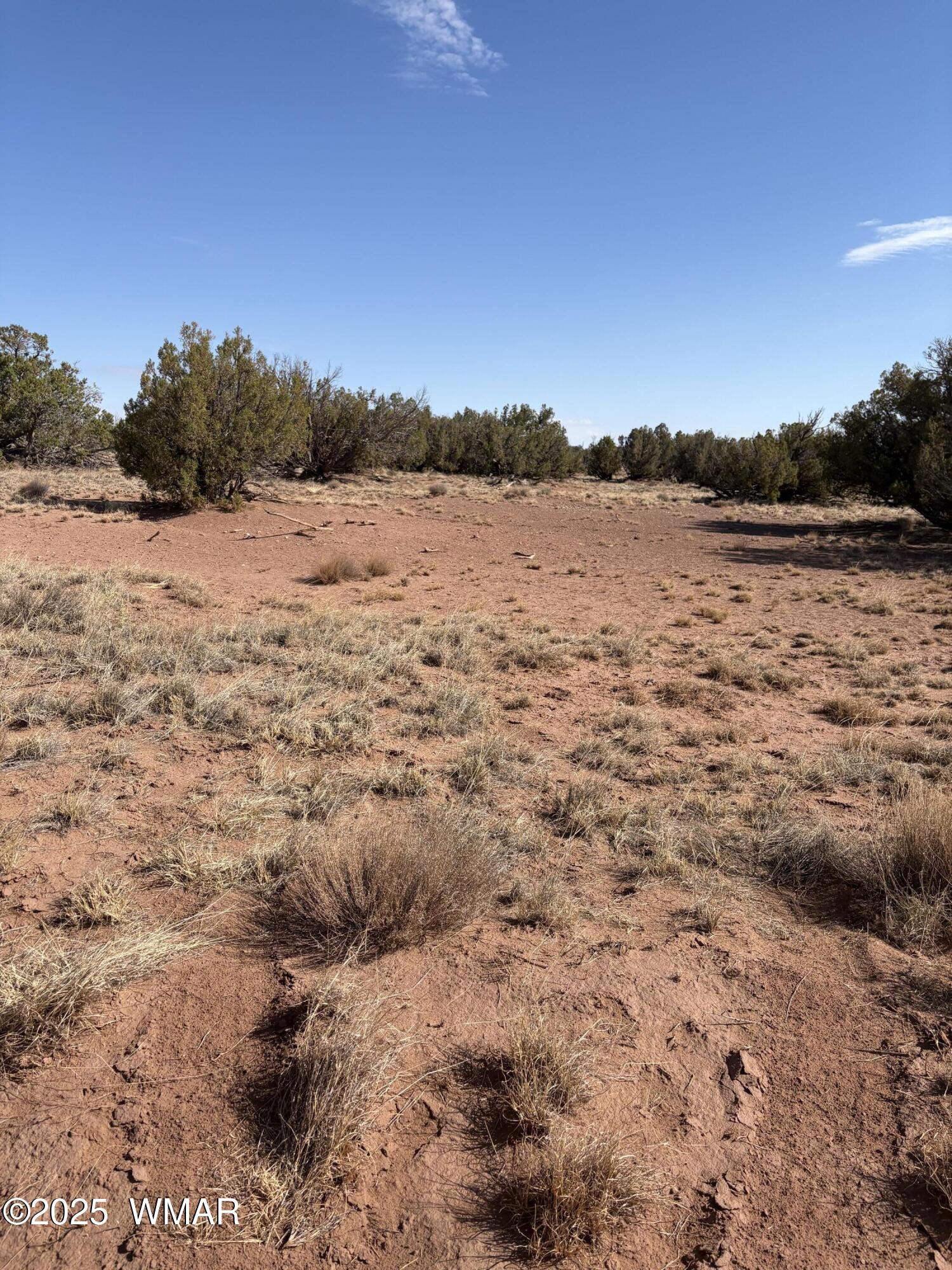 8580 Lawson Lane Snowflake, AZ 85937 - Photo 6 of 7 Clearing