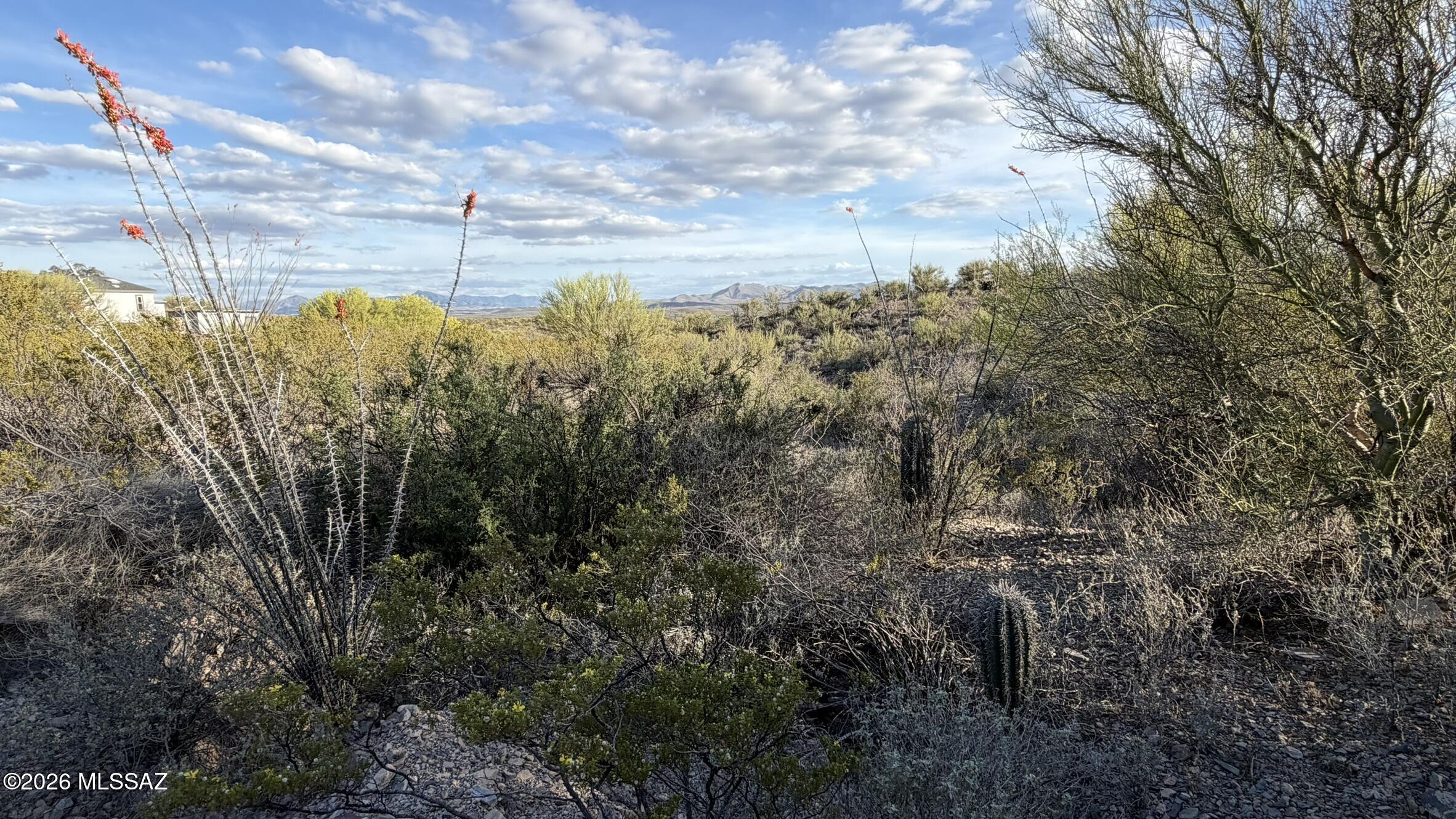 15680 East Colossal Cave Road Vail, AZ 85641 - Photo 45 of 51 Several "new" saguaros growing on the lot