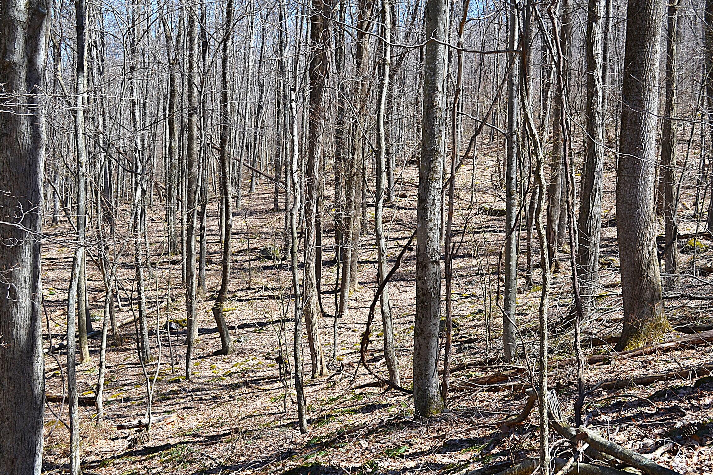 2245 Crowder Road Gap Mills, WV 24941 - Photo 16 of 41 Land View