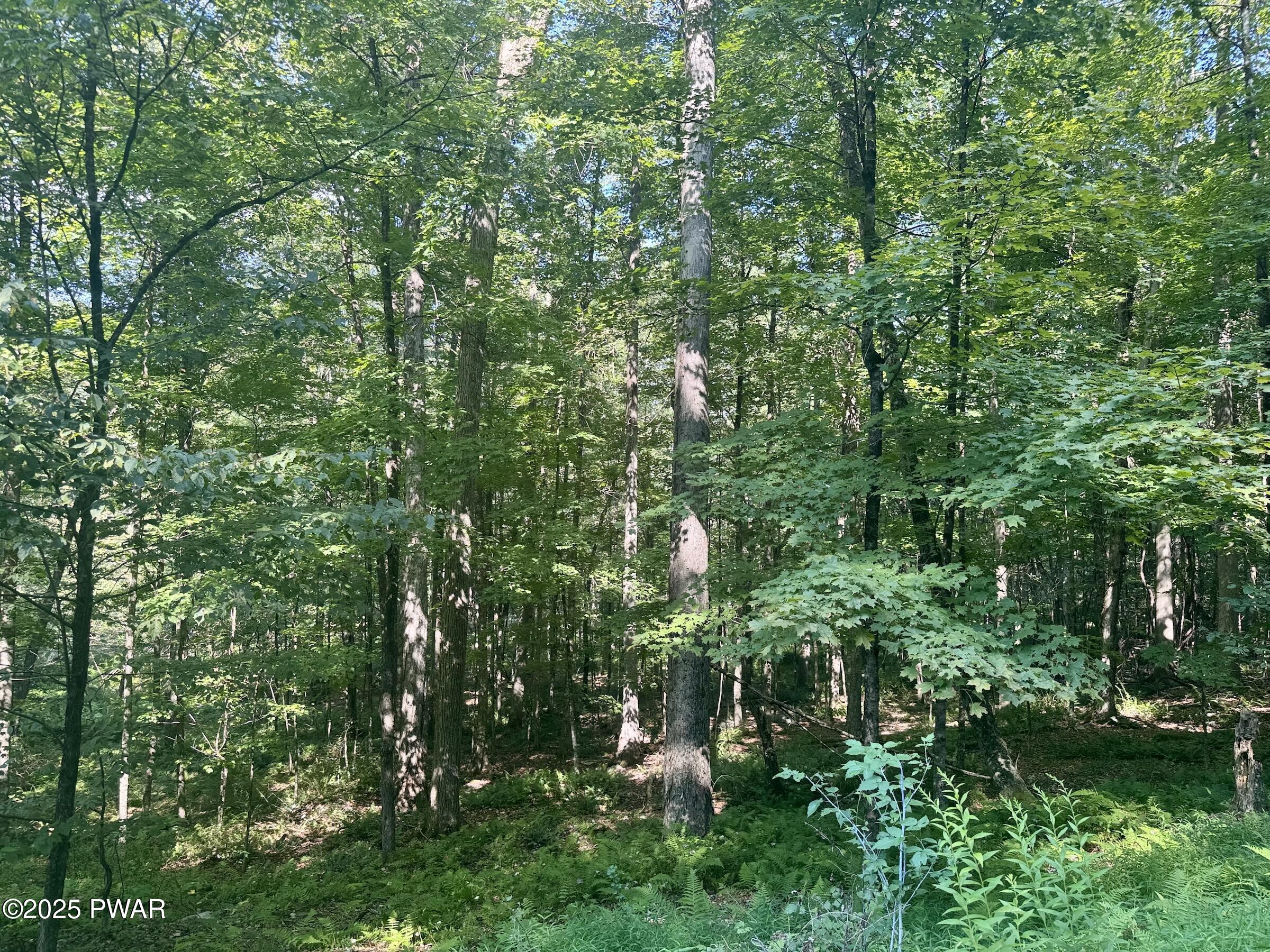 4382 River Road Equinunk, PA 18417 - Photo 44 of 50 woods