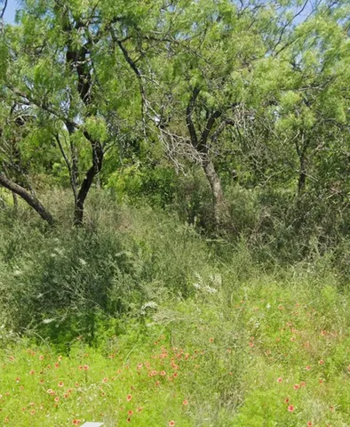 a view of a lush green forest