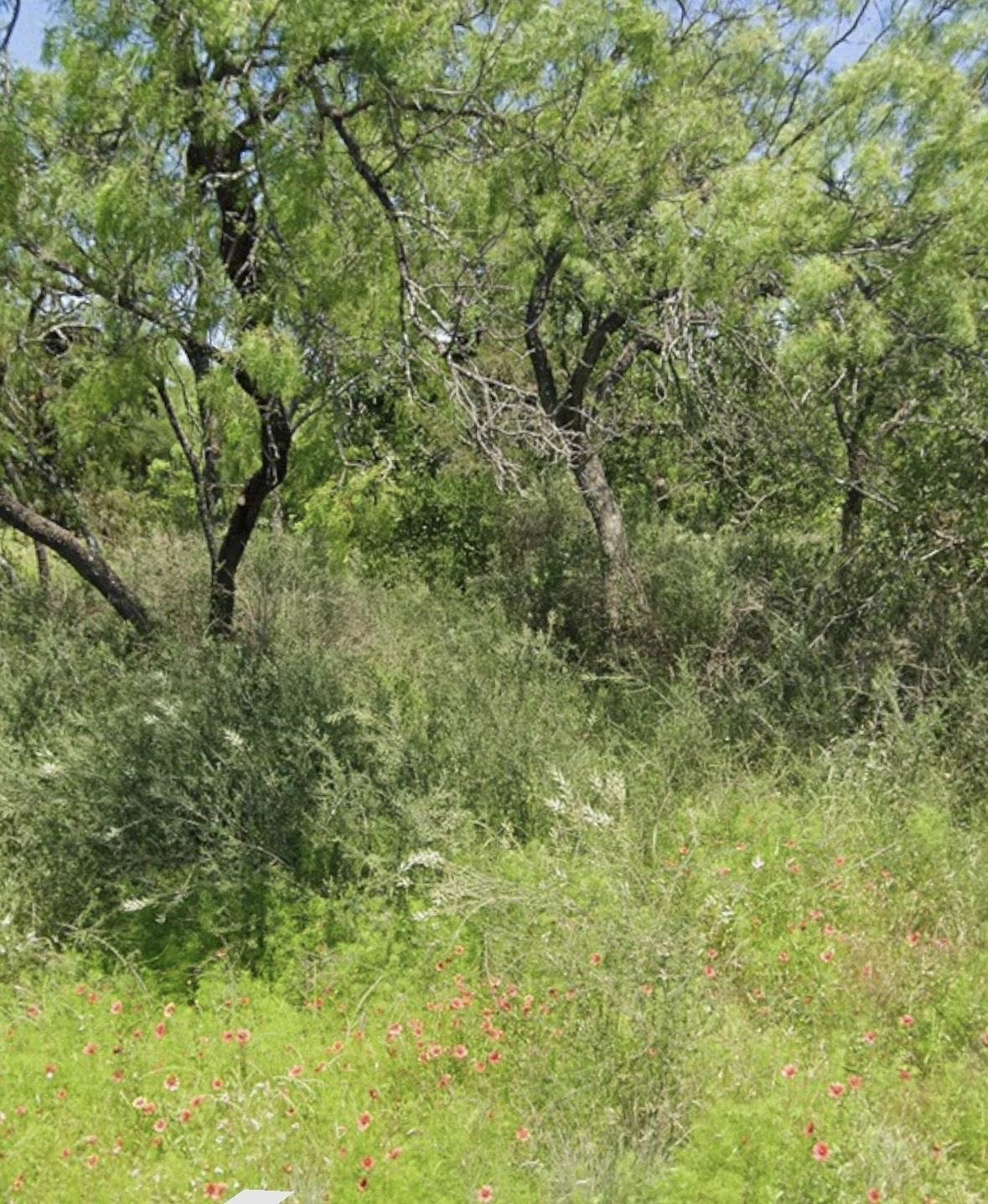 Tbd Cedar Park Kingsland, TX 78639 - Photo 1 of 1 a view of a lush green forest