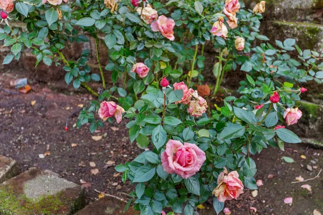 $538,000 | 4001 Coldwater Drive, Rocklin, CA 95765