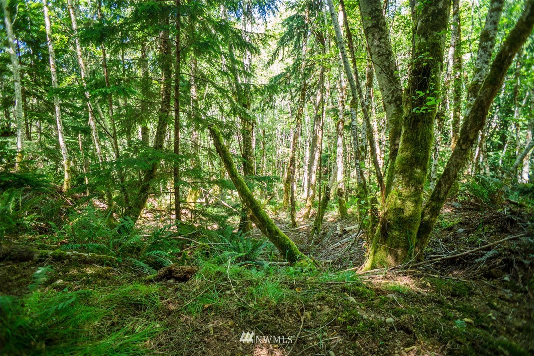24 Northeast Capstan Rock Road Tahuya, WA 98588 - Photo 14 of 28 Gallery Image 14