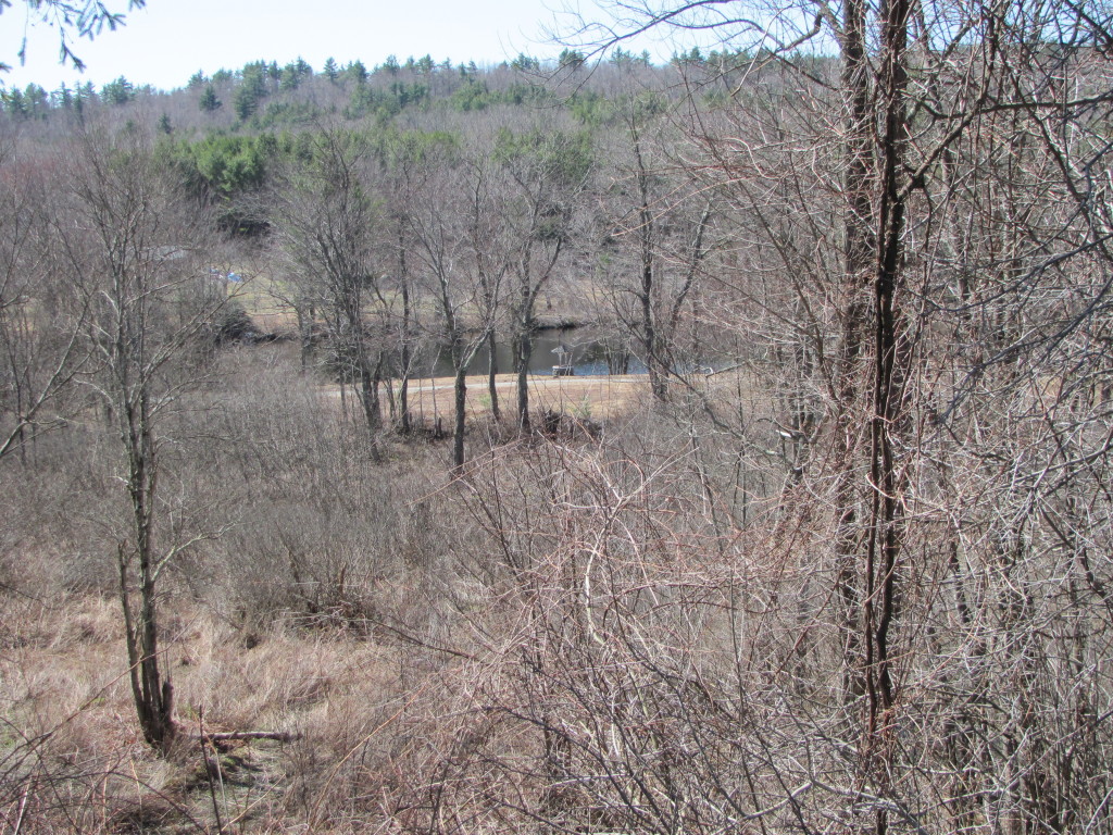 1525 North Main Road Otis, MA 01253 - Photo 9 of 13 a view of a dry yard with trees