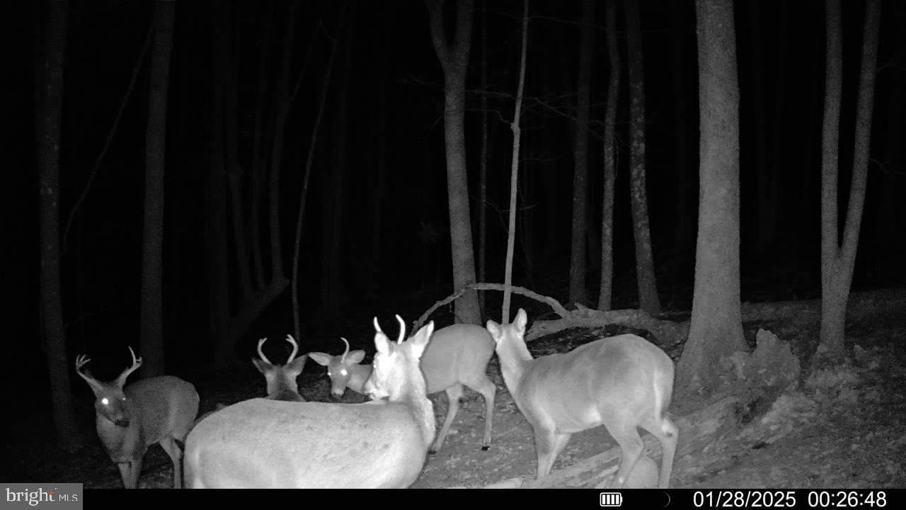 Green Ridge Road Flintstone, MD 21530 - Photo 4 of 7