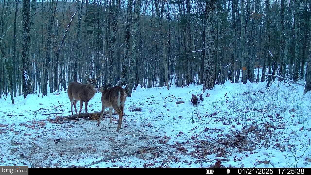 Green Ridge Road Flintstone, MD 21530 - Photo 6 of 7