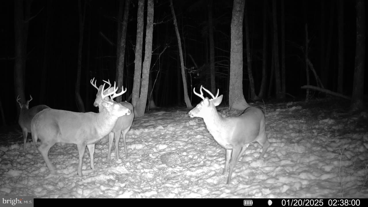 Green Ridge Road Flintstone, MD 21530 - Photo 7 of 7