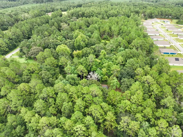 a view of a lush green forest with a tree