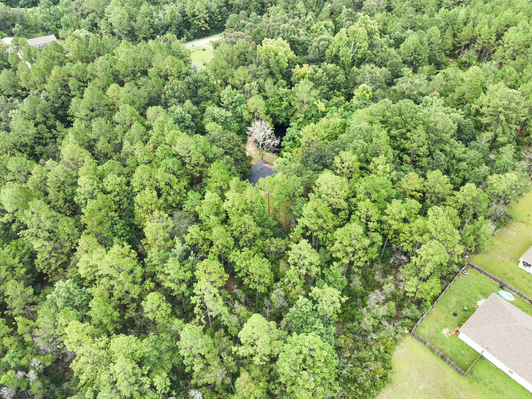 6359 Childrens Lane Crestview, FL 32539 - Photo 48 of 50 a view of a lush green forest with a tree