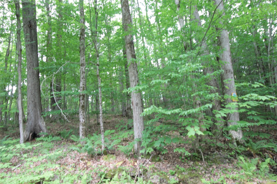 106 Lingee Road Afton, NY 13730 - Photo 30 of 33