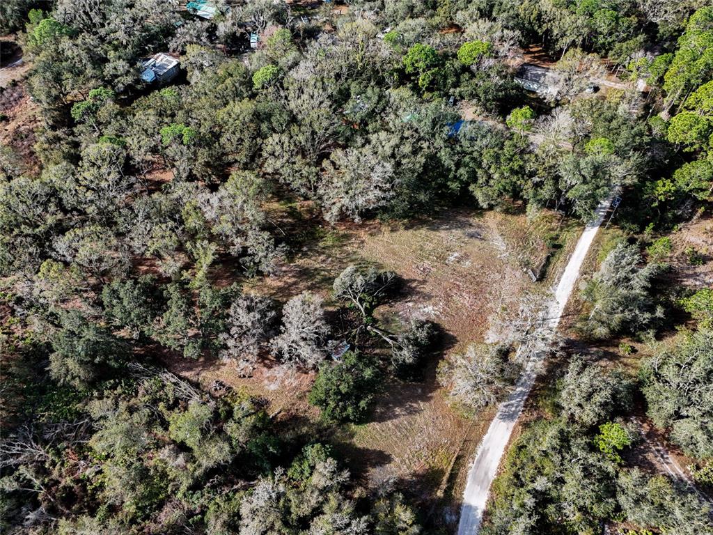 40550 Sutorus Road Zephyrhills, FL 33540 - Photo 4 of 9 a view of a forest with a tree