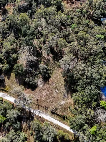 a view of a forest with a tree