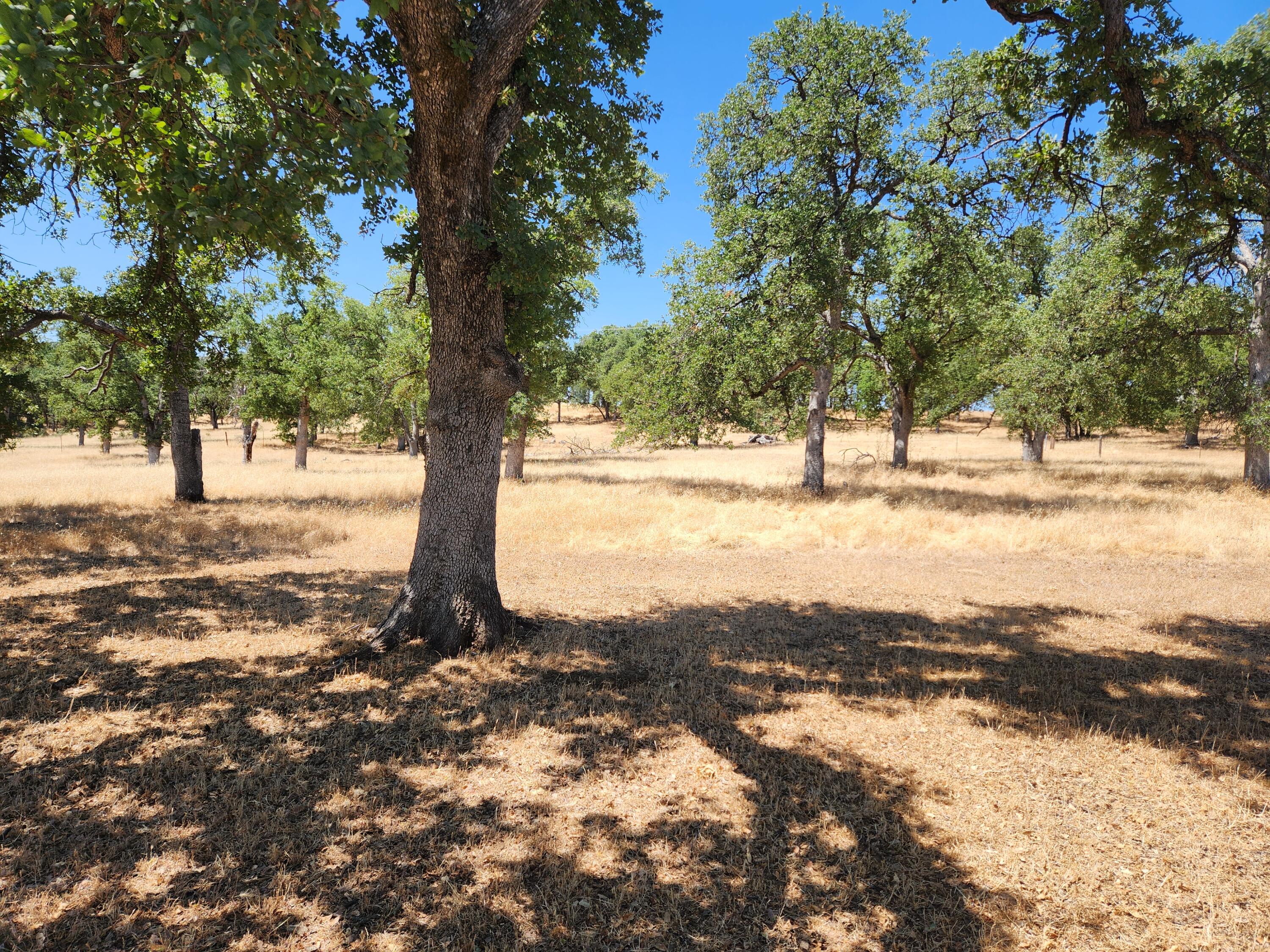 24327 Bascom Road Millville, CA 96062 - Photo 12 of 13 a view of a yard with a tree