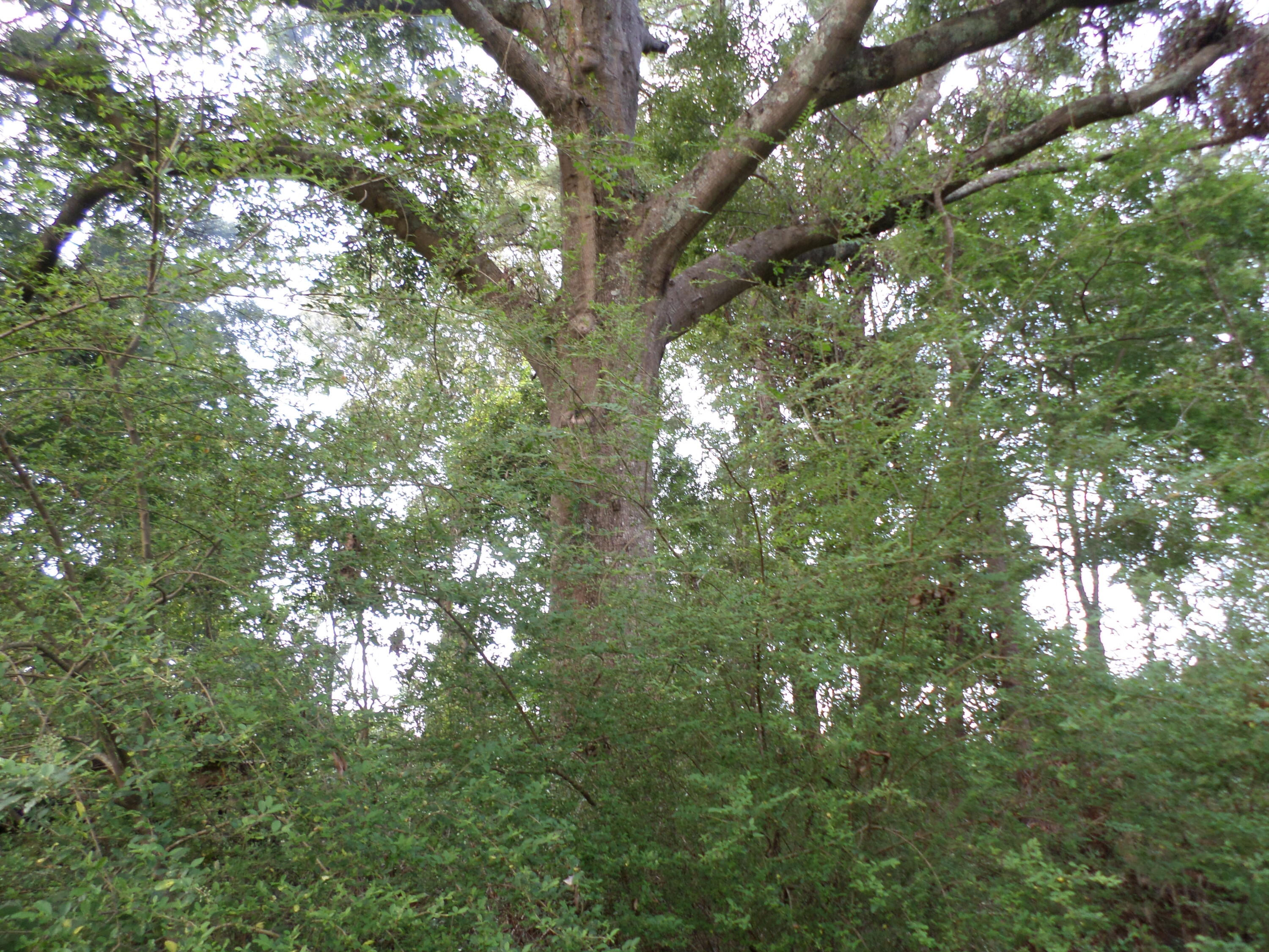 1671 Bonner Road Heidelberg, MS 39439 - Photo 10 of 81 Gallery Image 10