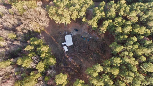 a plant that is in a yard