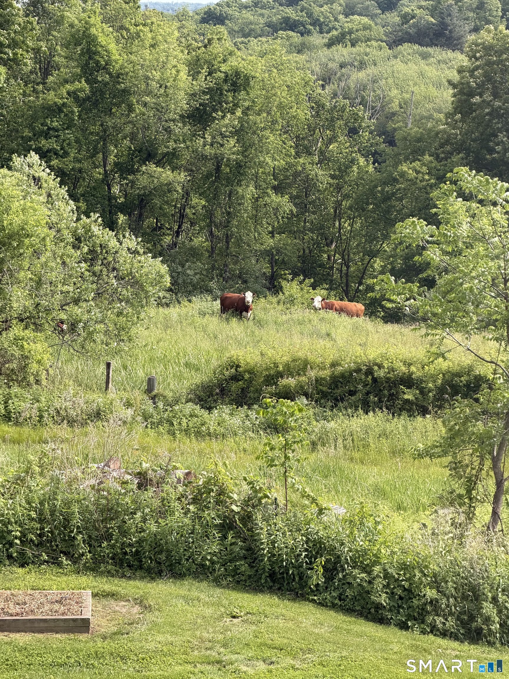 10 Carmel Hill Road South Bethlehem, CT 06751 - Photo 38 of 38 Farmers cows next door coming to say hello!