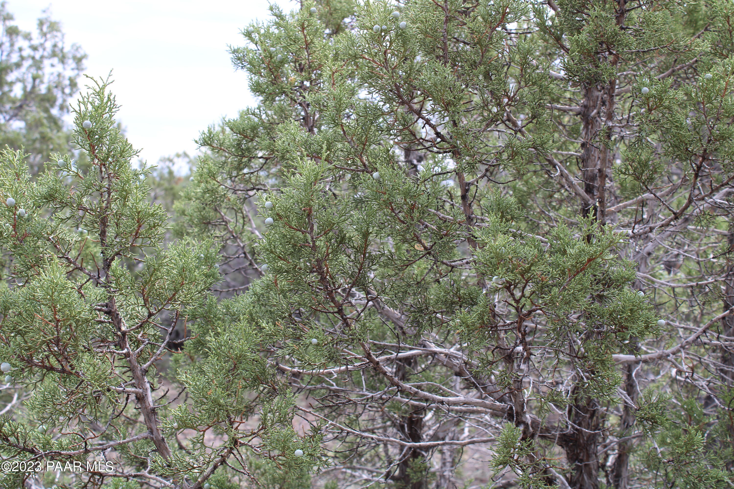 5886 North Ten Tanks Road Ash Fork, AZ 86320 - Photo 4 of 16 11 (1)