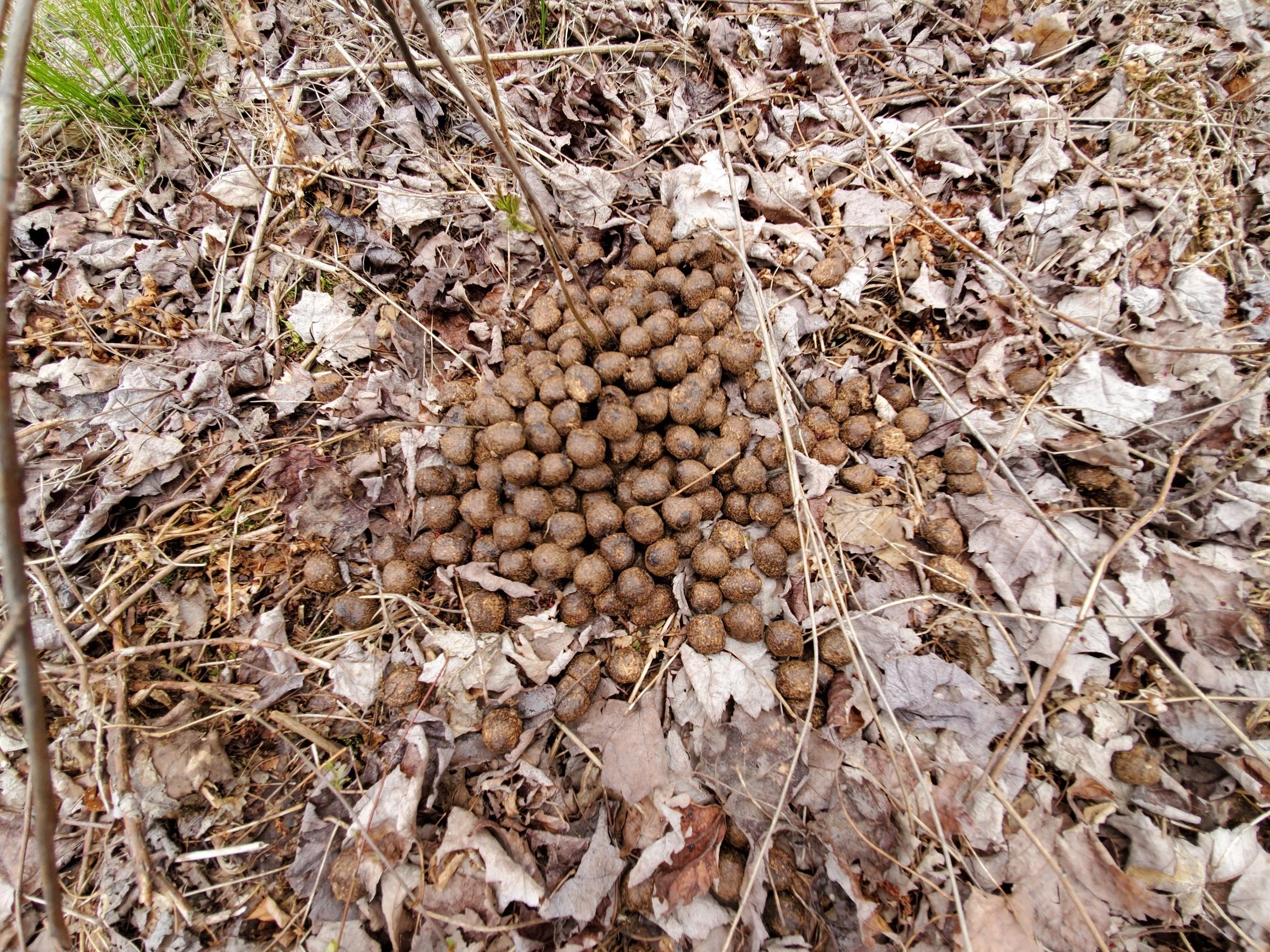 Lot 14 New Streme Wesley, ME 04686 - Photo 18 of 45 fresh moose poop