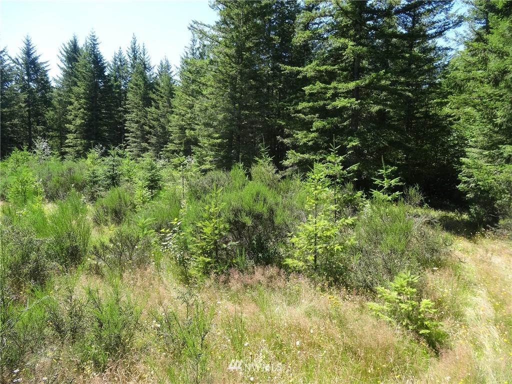 6089 South Pass Road Maple Falls, WA 98266 - Photo 2 of 6