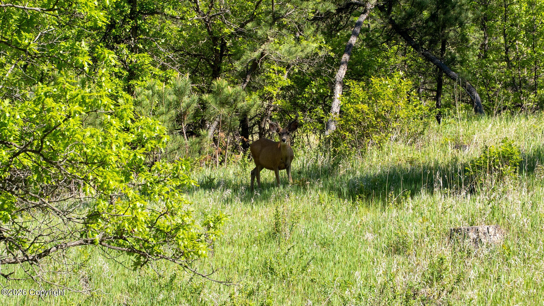11 Morning Glory Road Hulett, WY 82720 - Photo 45 of 53 Gallery Image 45