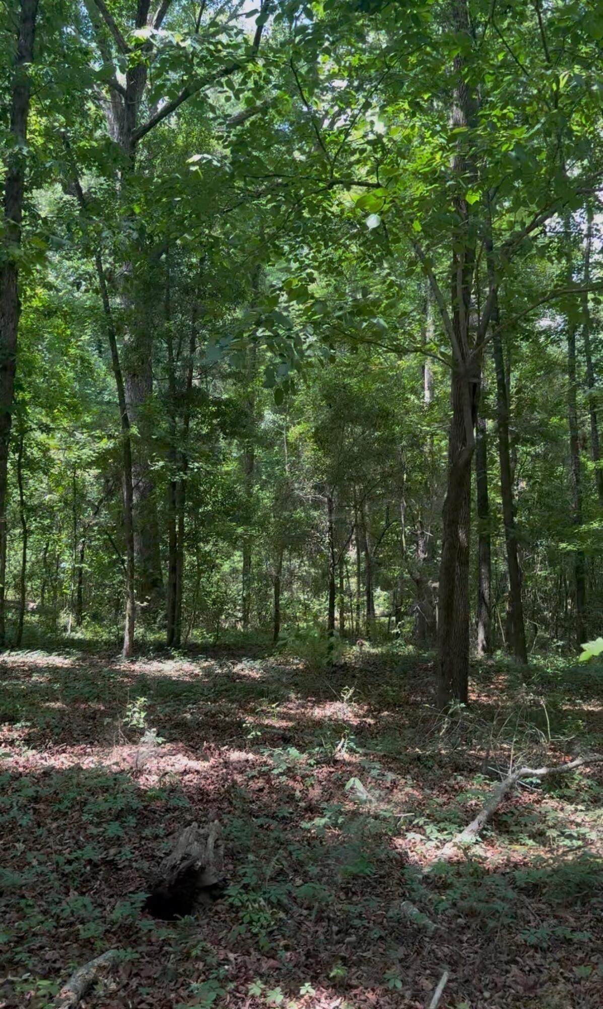 0 Gardenia Road Blackville, SC 29817 - Photo 6 of 9