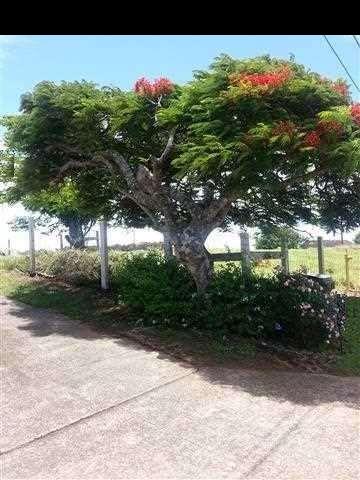 33 Kaluhea Place Haiku, HI 96708 - Photo 13 of 24 a backyard of a house with lots of green space