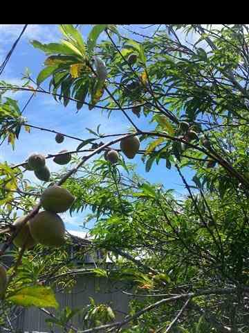 33 Kaluhea Place Haiku, HI 96708 - Photo 16 of 24 a picture of plants