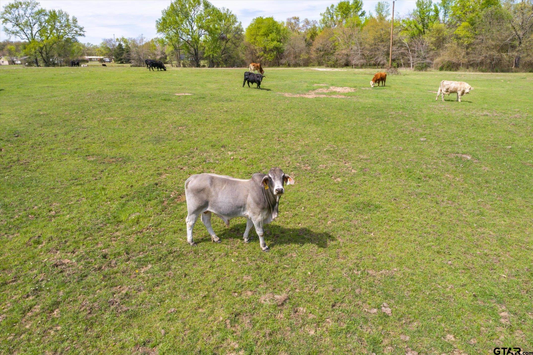 0 Oklahoma Street Van, TX 75790 - Photo 13 of 25 a view of an outdoor space and yard