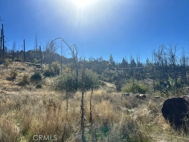 a view of a forest with a tree in the background