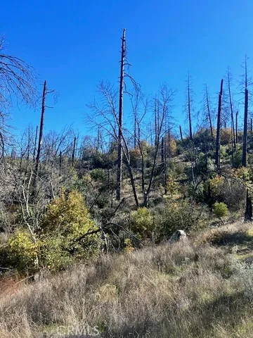 a view of a dry yard with trees