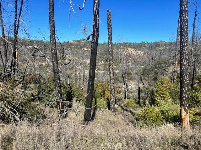 a view of a dry yard with trees in the background
